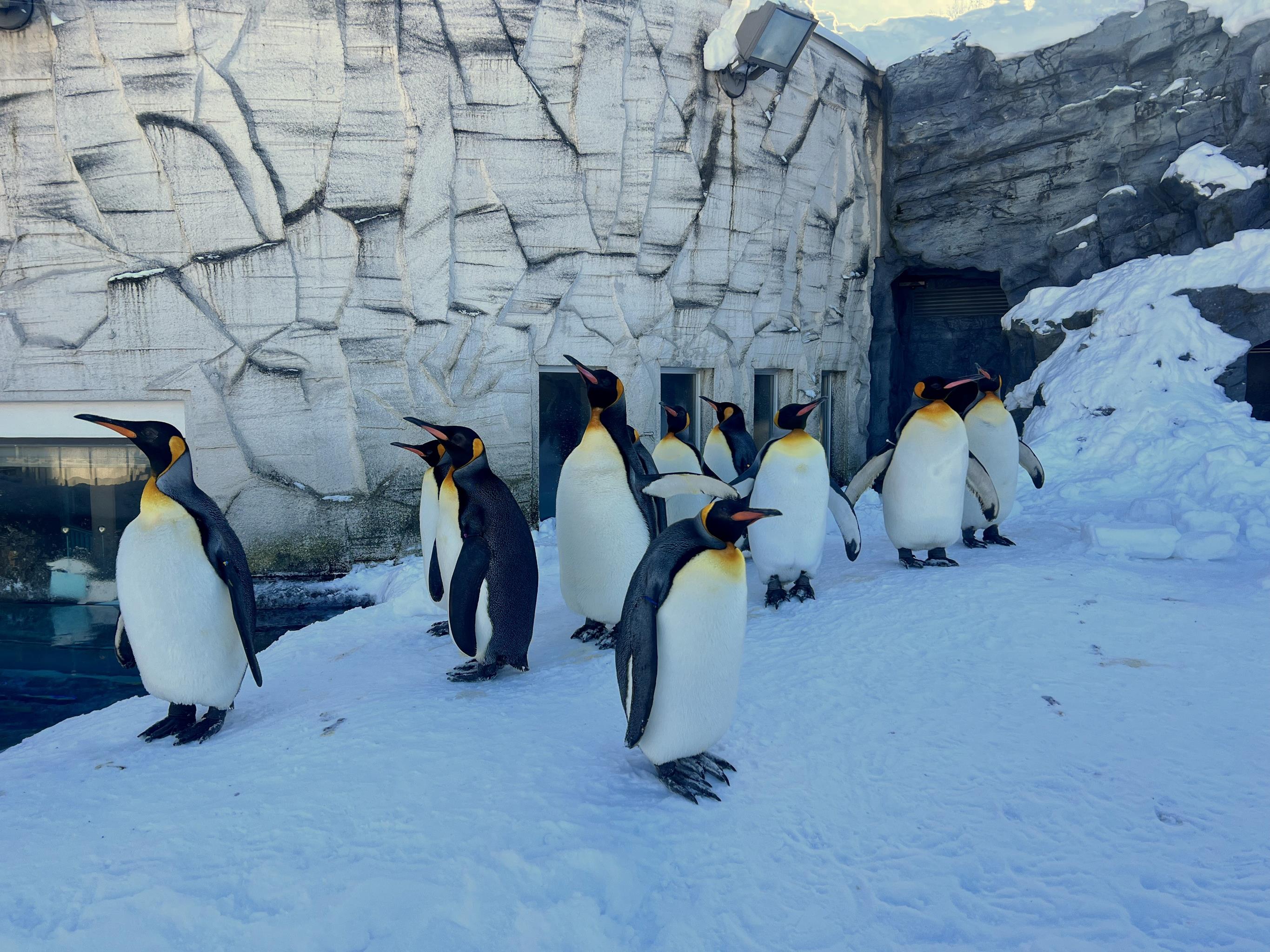 旭山動物園ツアー